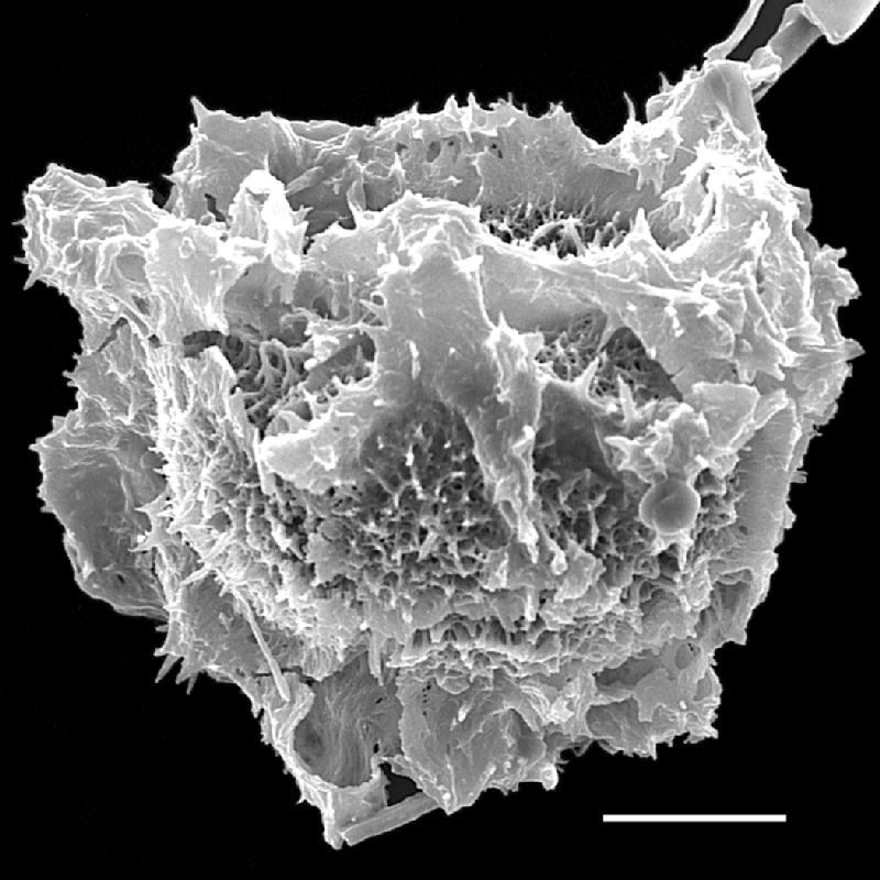 Tectariaceae Tectaria lizarzaburui