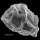 image of Oleandra articulata