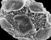 image of Oleandra articulata