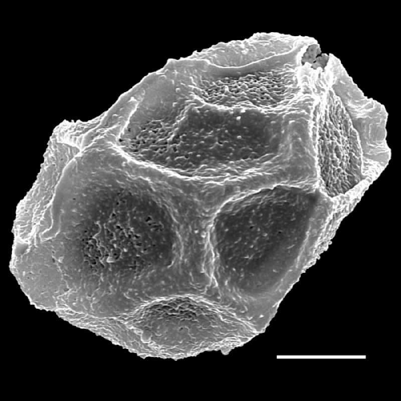 Oleandraceae Oleandra articulata