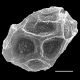image of Oleandra articulata