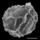 image of Oleandra costaricensis