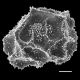 image of Oleandra duidae