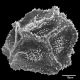 image of Oleandra duidae