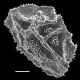 image of Oleandra duidae