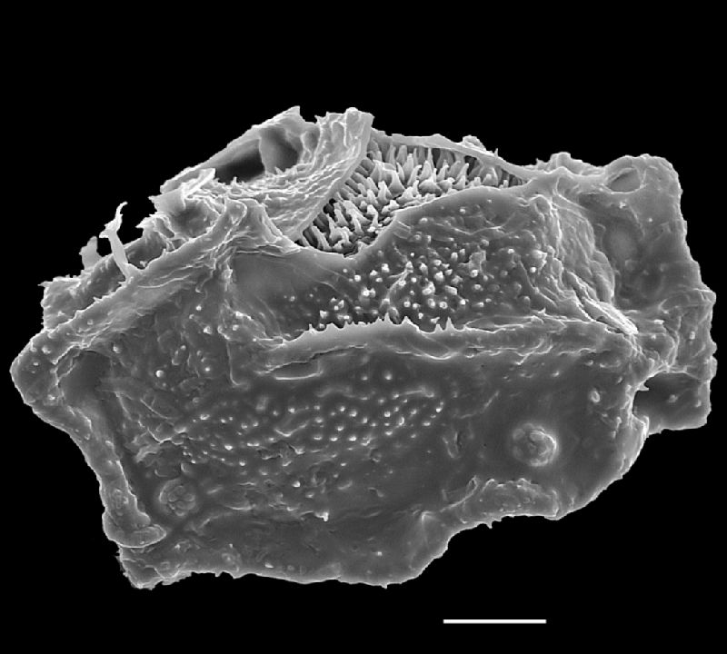 Oleandraceae Oleandra lehmannii