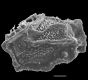 image of Oleandra lehmannii