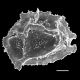 image of Oleandra lehmannii