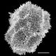 image of Oleandra neriiformis