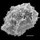 image of Oleandra neriiformis