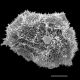image of Oleandra neriiformis