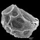 image of Oleandra nodosa