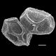 image of Oleandra nodosa