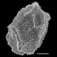 image of Oleandra nodosa