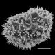 image of Oleandra wallichii