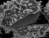 image of Oleandra wallichii