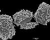 image of Oleandra wallichii