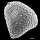 image of Lygodium heterodoxum