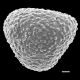 image of Lygodium heterodoxum