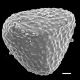 image of Lygodium heterodoxum