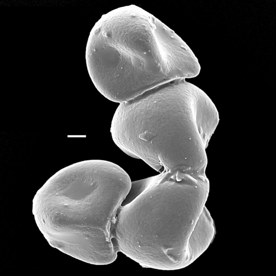 Lygodiaceae Lygodium palmatum