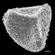 image of Lygodium radiatum