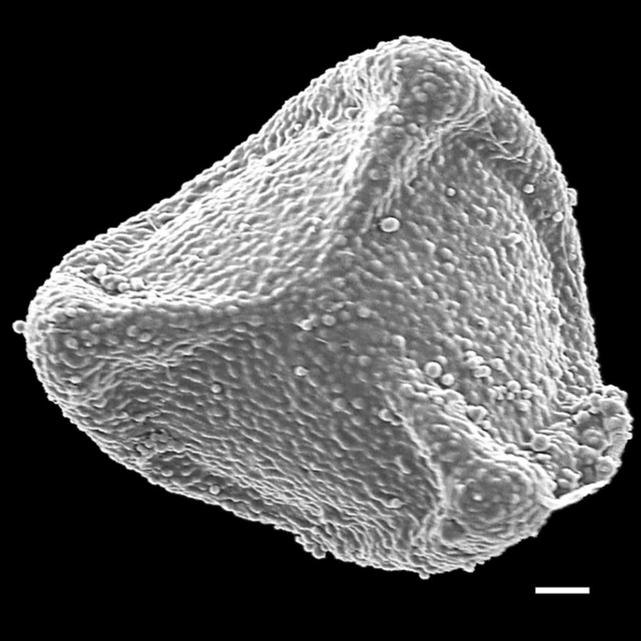 Lygodiaceae Lygodium volubile