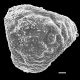 image of Lygodium volubile