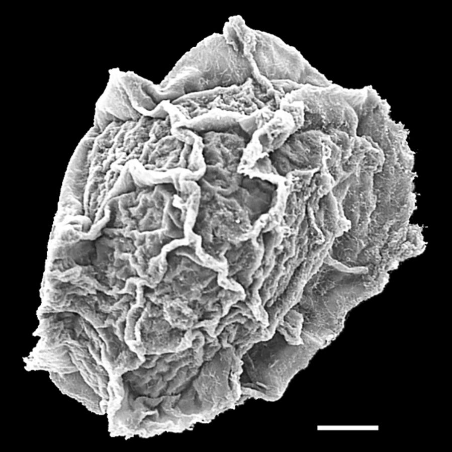 Blechnaceae Parablechnum stuebelii