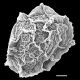 image of Parablechnum stuebelii