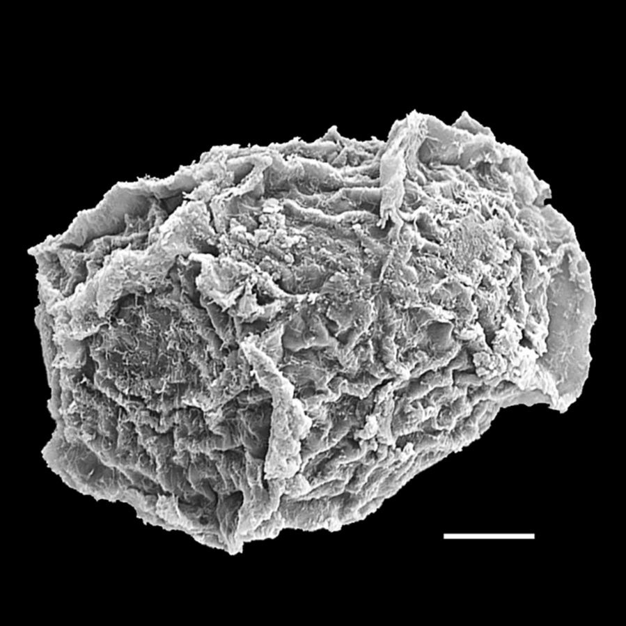 Blechnaceae Parablechnum stuebelii
