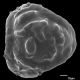 image of Lygodium merrillii