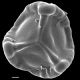 image of Lygodium merrillii