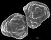 image of Lygodium merrillii