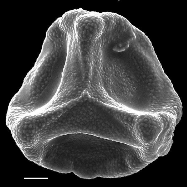 Lygodiaceae Lygodium trifurcatum