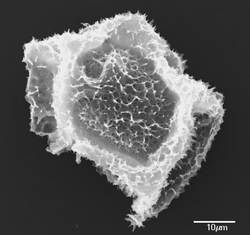 Tectariaceae Triplophyllum funestum