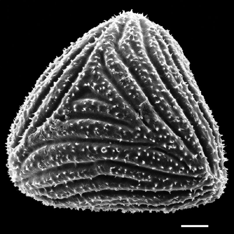Anemiaceae Anemia eriodes
