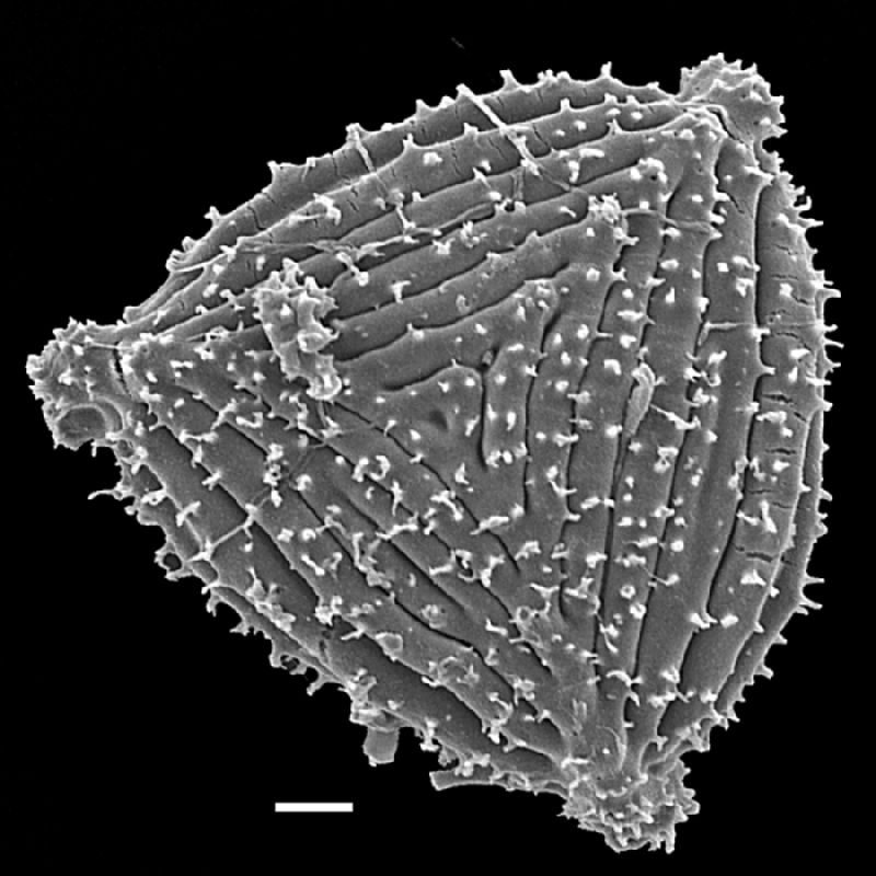 Anemiaceae Anemia labiakii