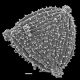 image of Anemia labiakii