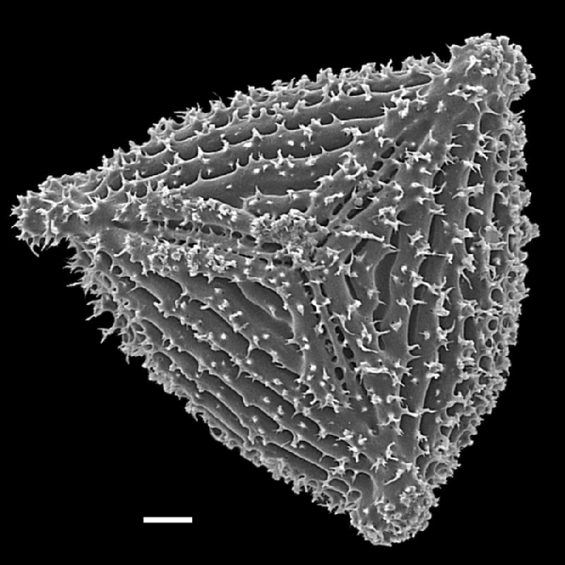 Anemiaceae Anemia labiakii