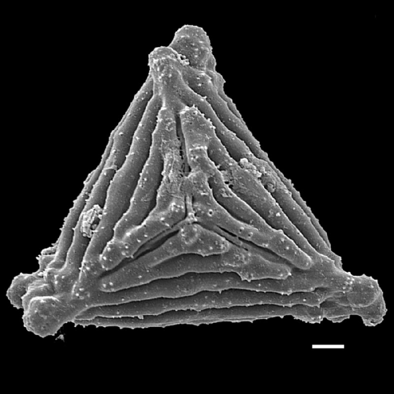 Anemiaceae Anemia labiakii