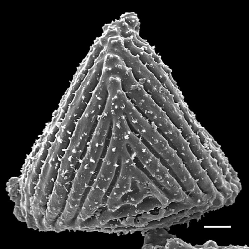 Anemiaceae Anemia labiakii