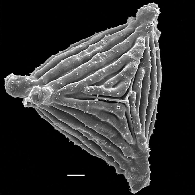 Anemiaceae Anemia labiakii