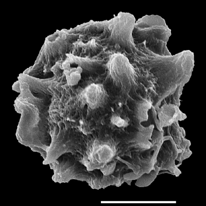 Dryopteridaceae Lastreopsis decomposita