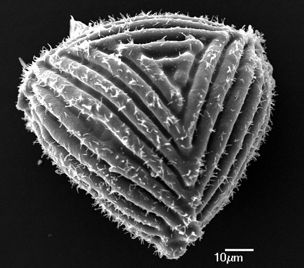 Anemiaceae Anemia alfredi-rohrii