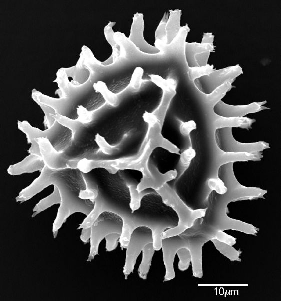Anemiaceae Anemia blechnoides