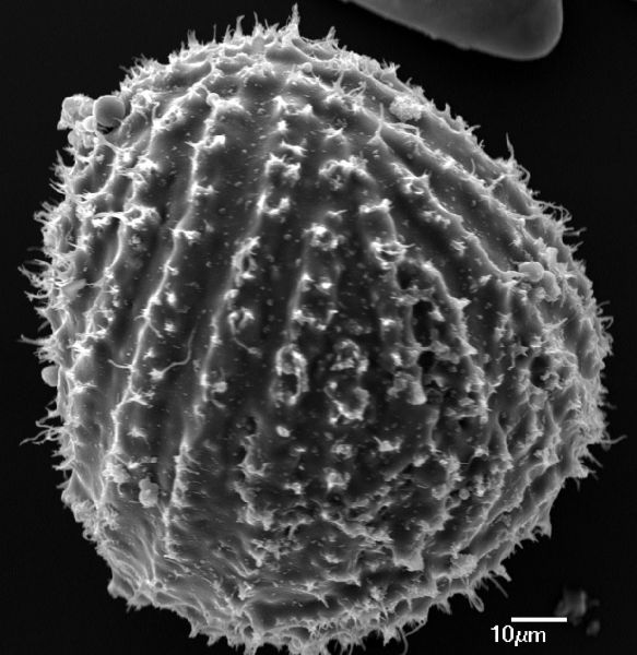 Anemiaceae Anemia gardneri