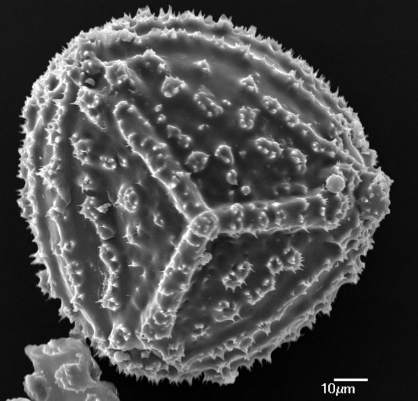 Anemiaceae Anemia gardneri