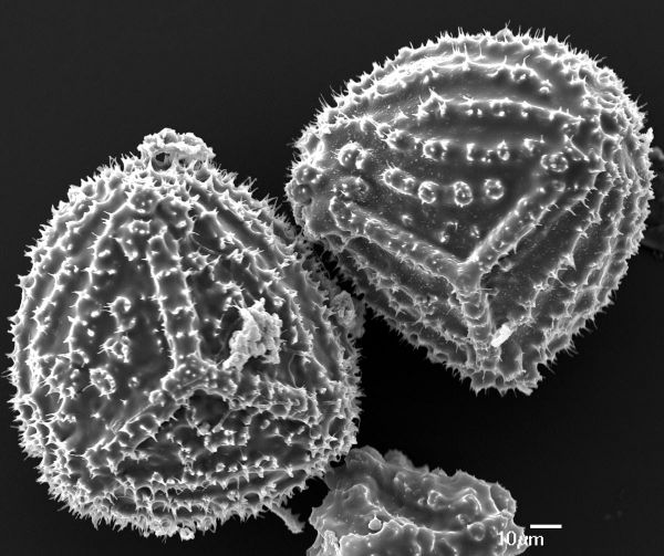 Anemiaceae Anemia gardneri