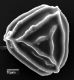 image of Anemia microstachys